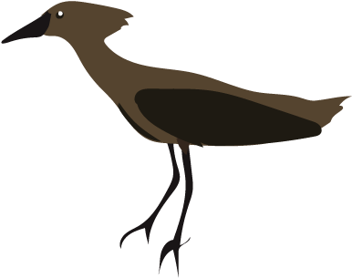 Like The Shoebill, The Hamerkop Is Also A Single Species - Like The Shoebill, The Hamerkop Is Also A Single Species (400x400)