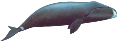 Sea Animals Transparent Png Images Stickpng - Sea Animals Transparent Png Images Stickpng (400x400)