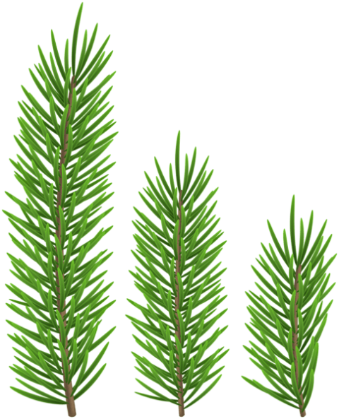 Free Png Pine Branch Set Png - Free Png Pine Branch Set Png (480x593)