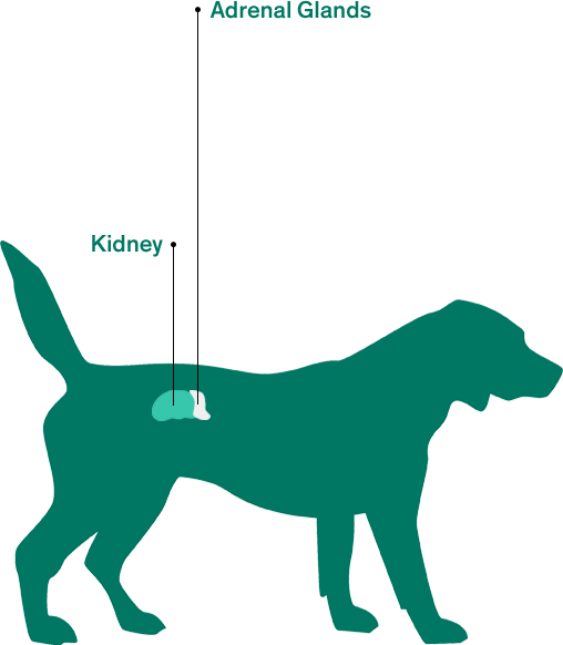 A Proven History Of Life-saving Results - A Proven History Of Life-saving Results (508x582)