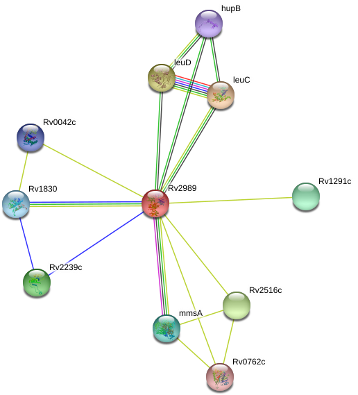 Rv2989 Protein - Rv2989 Protein (975x604)