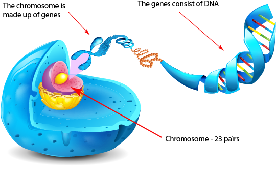 If You Think Of Genetics As The Book Of Life, Then - If You Think Of Genetics As The Book Of Life, Then (574x369)