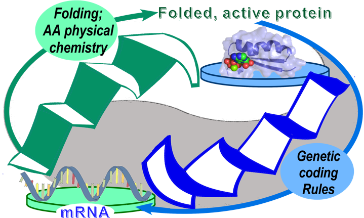 Translation Of Aars Genes Is A Paradoxical Level-crossing - Translation Of Aars Genes Is A Paradoxical Level-crossing (719x431)