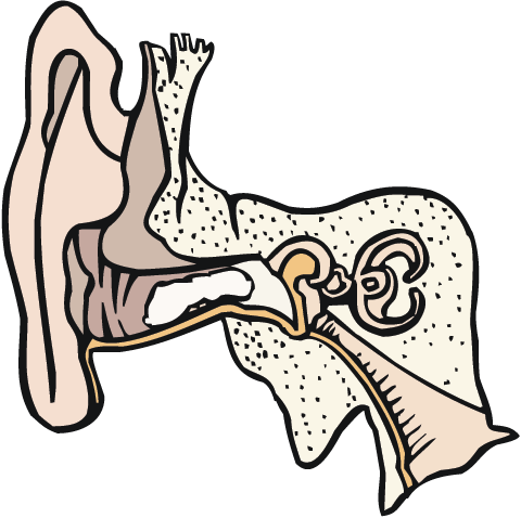 Ear-anatomy - Ear-anatomy (480x478)
