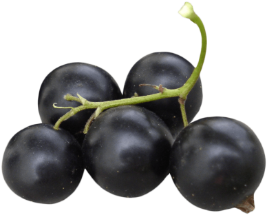 Black Currant - Black Currant (400x328)