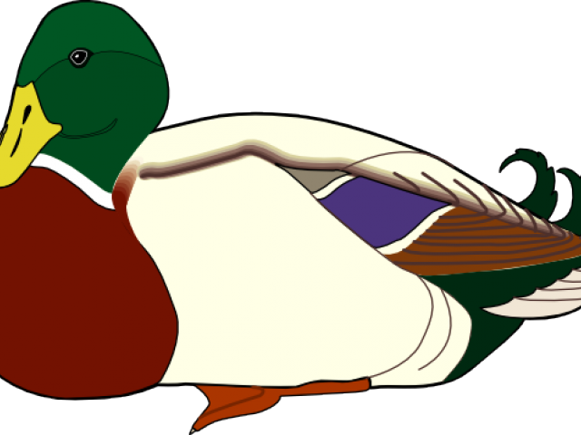Mandarin Duck Clipart Nurse - Mandarin Duck Clipart Nurse (640x480)