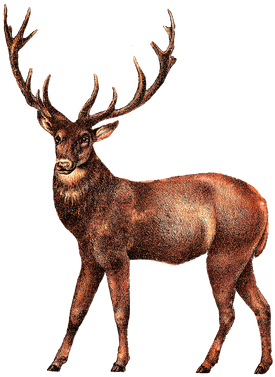 Vintage Deer Head Transparent Png Stickpng - Vintage Deer Head Transparent Png Stickpng (400x400)