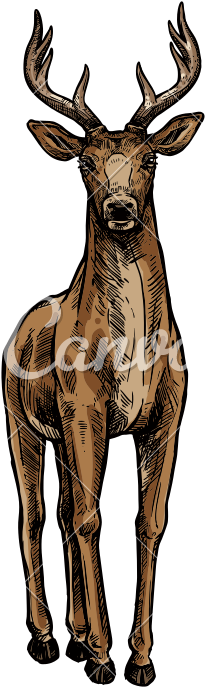 Deer Or Reindeer Sketch - Deer Or Reindeer Sketch (800x800)