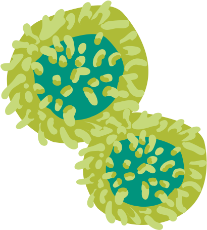 When B Cells Become Cancerous, They Can Grow Out Of - When B Cells Become Cancerous, They Can Grow Out Of (512x453)