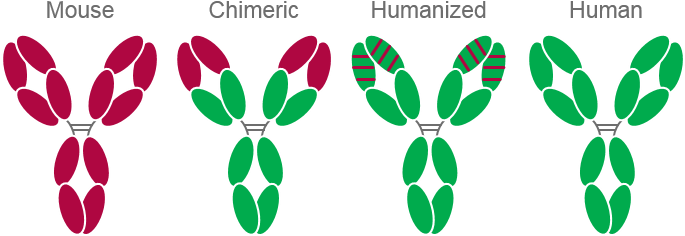 Arzerra Activates The Immune System In Three Distinct - Arzerra Activates The Immune System In Three Distinct (684x250)