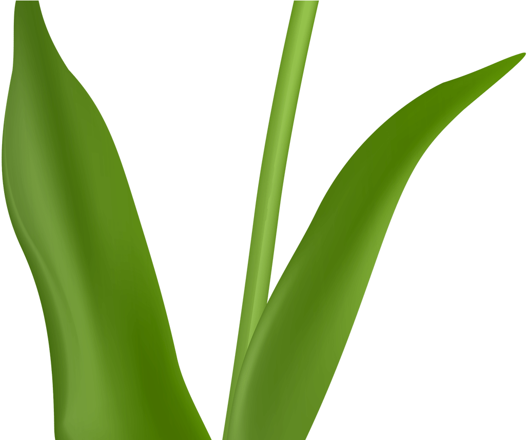 Red Tulip Transparent Png Image Jokingartcom Tulip - Red Tulip Transparent Png Image Jokingartcom Tulip (1368x855)