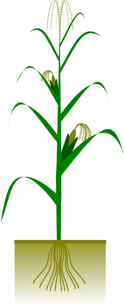 Wheat Stalk Clipart (500x1000)
