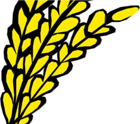 Oat Clipart Transparent - Oat Clipart Transparent (640x480)
