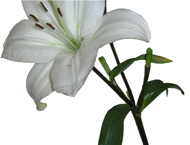Lily Clipart Resurrection - Lily Clipart Resurrection (640x480)