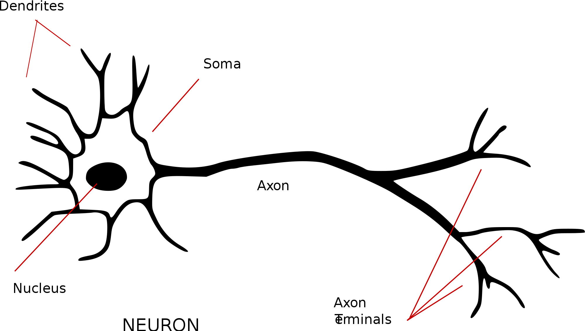 Perceptrons The First Neural - Perceptrons The First Neural (2000x1131)