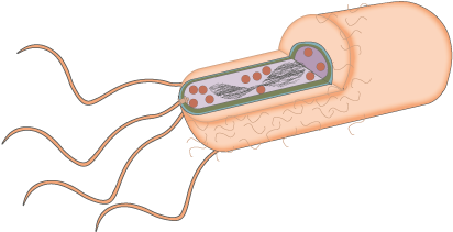Trus Biopsy And Multi-resistant Bacterial Infection - Trus Biopsy And Multi-resistant Bacterial Infection (600x380)