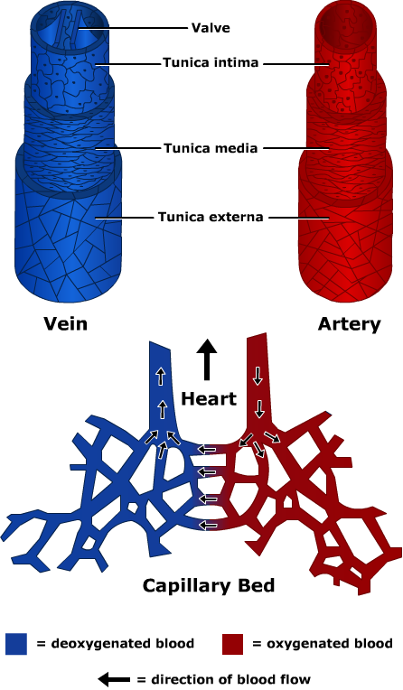 Anatomy And Physiology Capillaries Veins And Arteries - Anatomy And Physiology Capillaries Veins And Arteries (446x764)