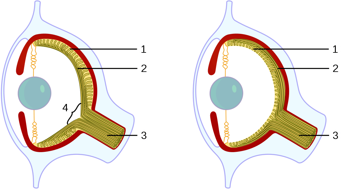 Vertebrates And Octopuses Developed The Camera Eye - Vertebrates And Octopuses Developed The Camera Eye (1200x681)
