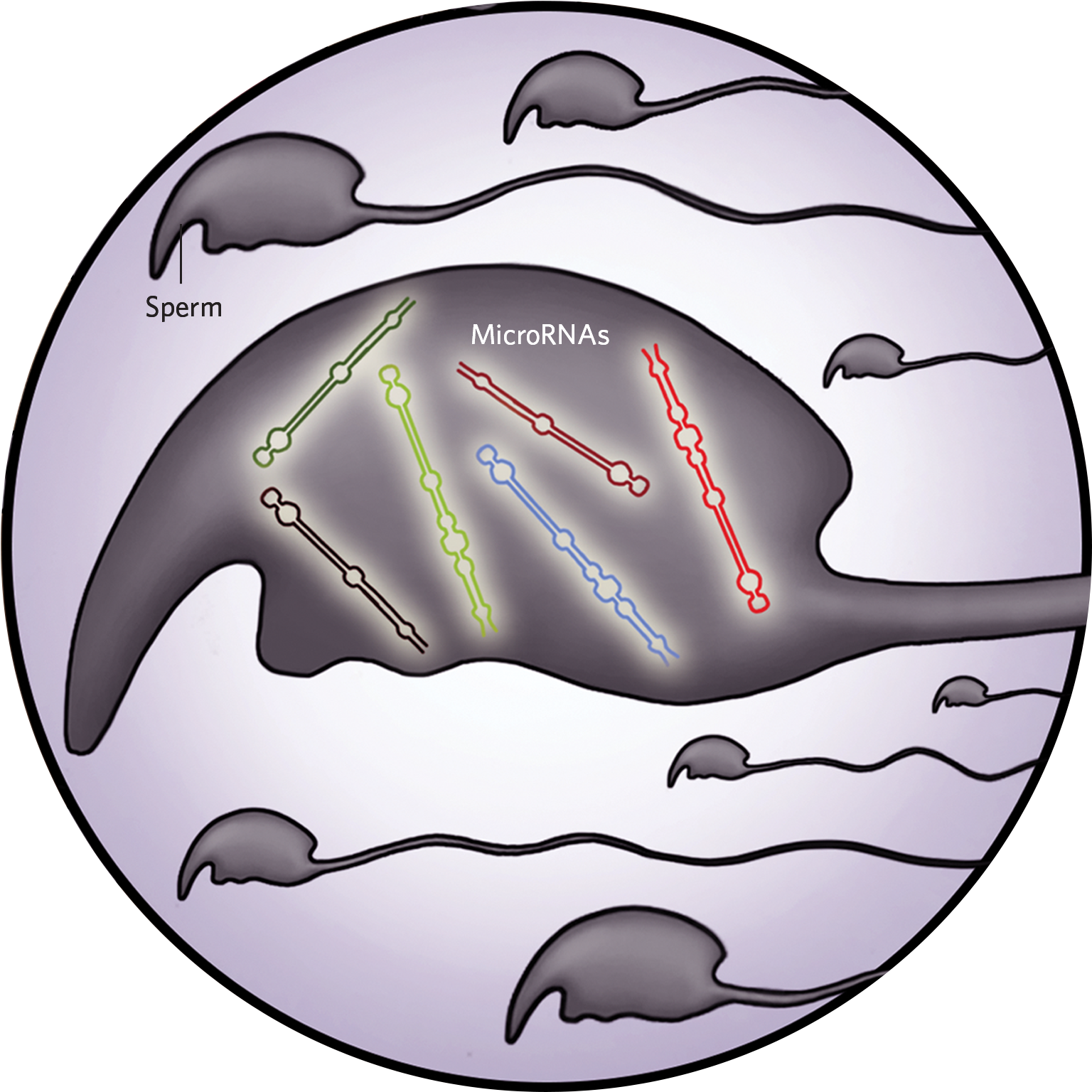 In The Sperm Of Male Mice That Exercise, The Abundance - In The Sperm Of Male Mice That Exercise, The Abundance (1800x1800)