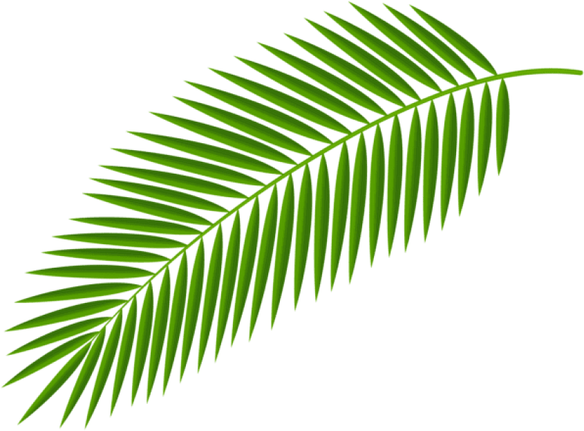 Free Png Download Palm Branch Transparent Clipart Png - Free Png Download Palm Branch Transparent Clipart Png (850x629)
