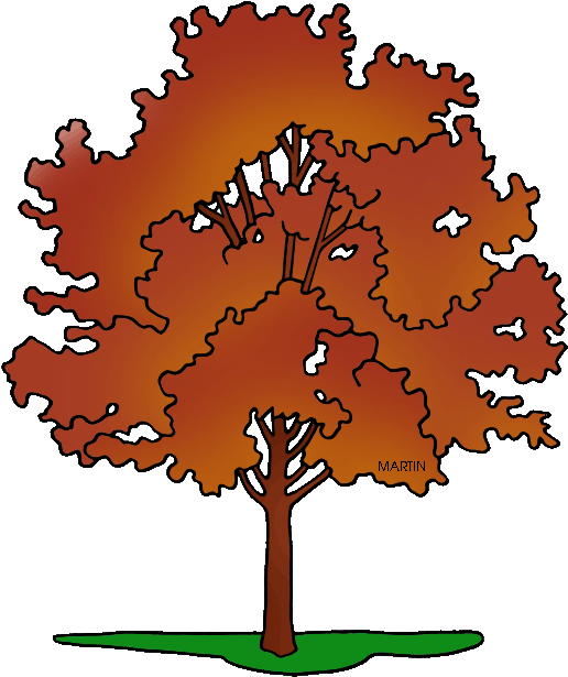 United States Clip Art By Phillip Martin, State Tree - United States Clip Art By Phillip Martin, State Tree (516x615)