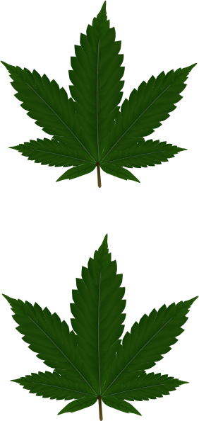 2 Cannabis Leaves Clip Art At Clker Com Vector Clip - 2 Cannabis Leaves Clip Art At Clker Com Vector Clip (282x594)
