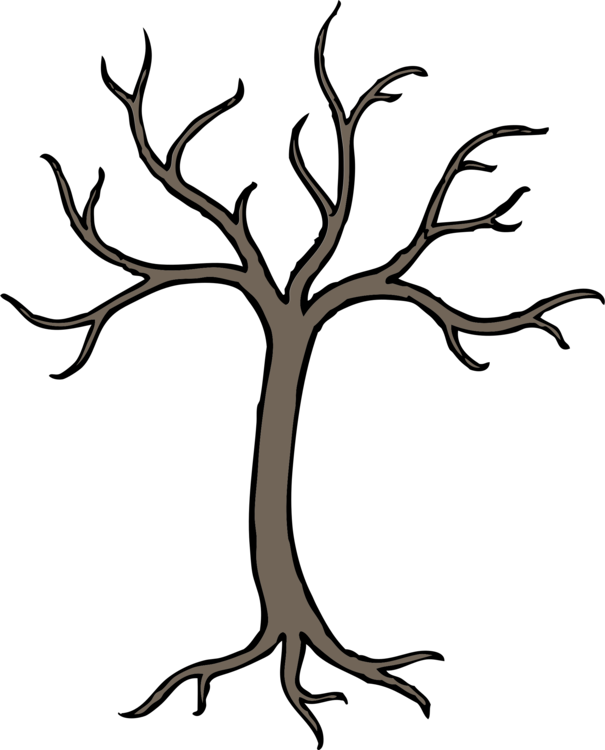 Tree Cartoon Drawing Oak Branch - Tree Cartoon Drawing Oak Branch (605x750)