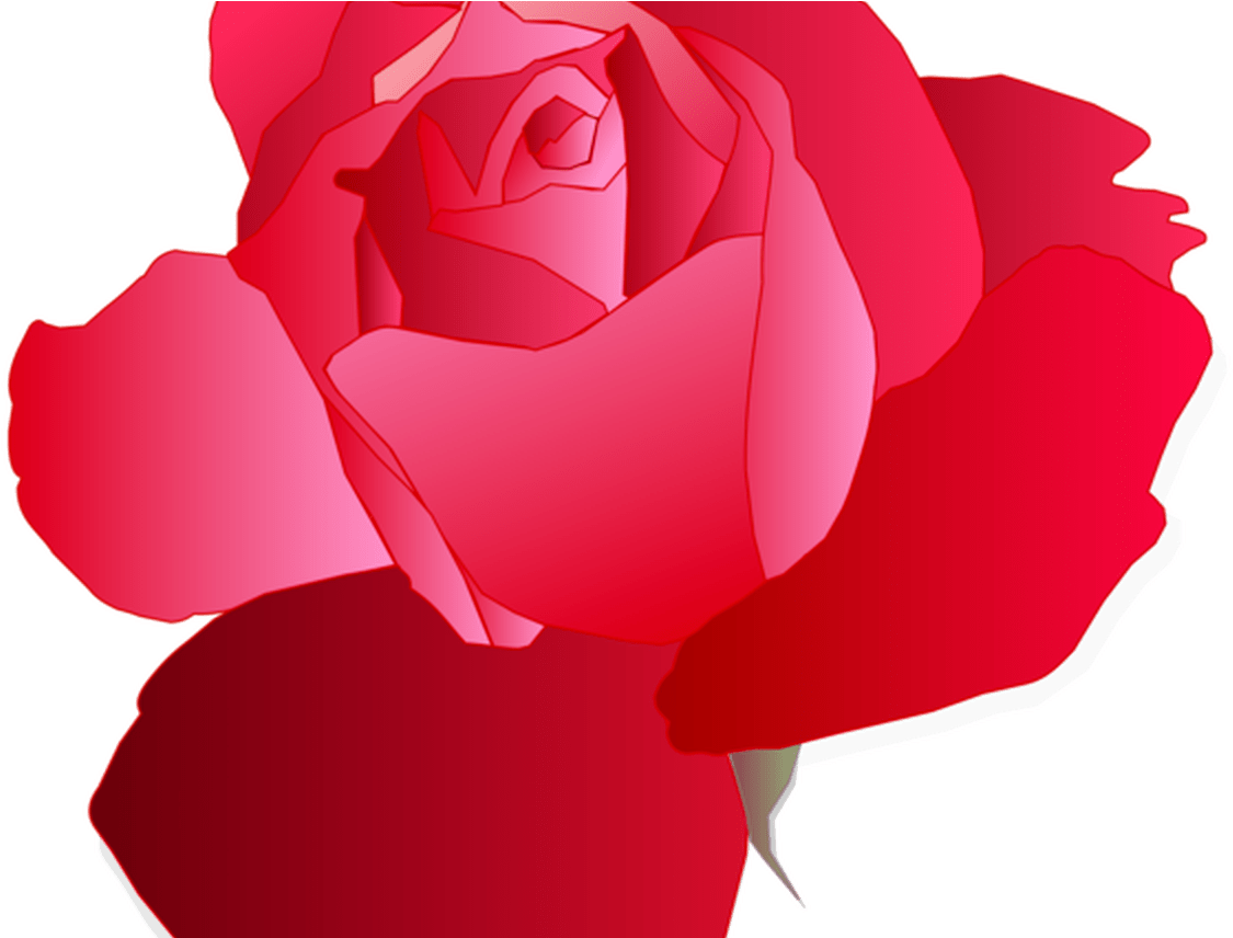 Blue Rose Drawing Flower Free Commercial Clipart Garden - Blue Rose Drawing Flower Free Commercial Clipart Garden (1368x855)