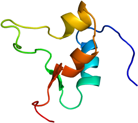 Insulin-like Growth Factor - Insulin-like Growth Factor (500x448)