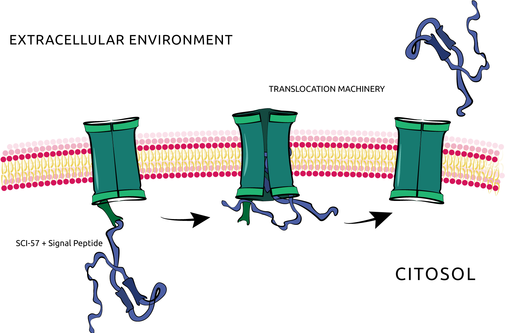 When Associated With The Sci-57, The Signal Peptide - When Associated With The Sci-57, The Signal Peptide (1731x1073)