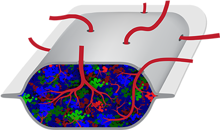 Viacyte Advances Cell Replacement Therapy For High - Viacyte Advances Cell Replacement Therapy For High (462x281)