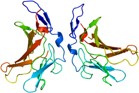 Insulin-like Growth Factor 2 Receptor - Insulin-like Growth Factor 2 Receptor (500x343)