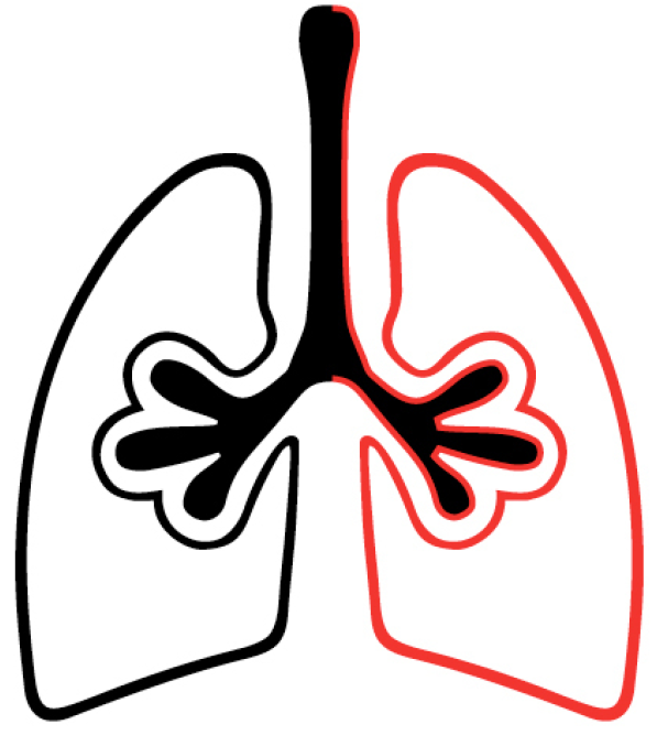 Found That During Phagocytosis, Macrophages Release - Found That During Phagocytosis, Macrophages Release (950x675)
