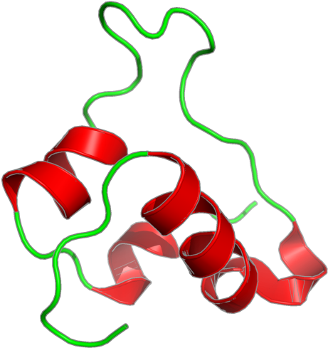 Nmr Structures Of Single-chain Insulin - Nmr Structures Of Single-chain Insulin (800x600)