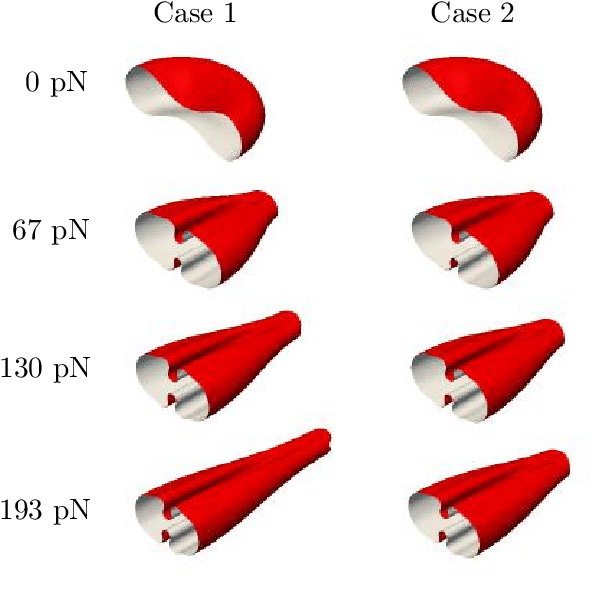 Visualization Of The Red Blood Cell Deformation Over - Visualization Of The Red Blood Cell Deformation Over (631x600)
