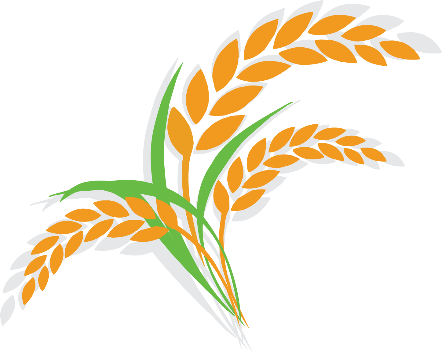 Rice Clipart Cereal Plant - Rice Clipart Cereal Plant (1447x1152)