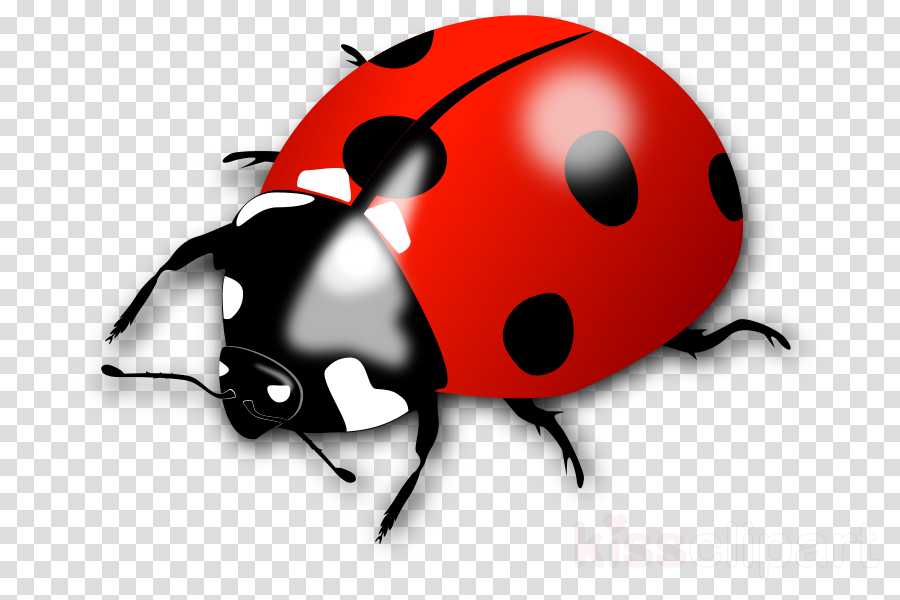 Lady Bird Clipart Ladybird Beetle Clip Art - Lady Bird Clipart Ladybird Beetle Clip Art (900x600)