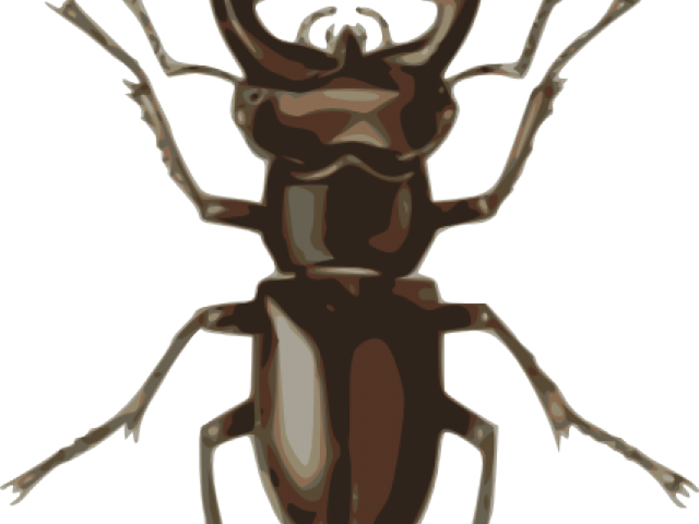 Beetles Clipart Staghorn - Beetles Clipart Staghorn (640x480)