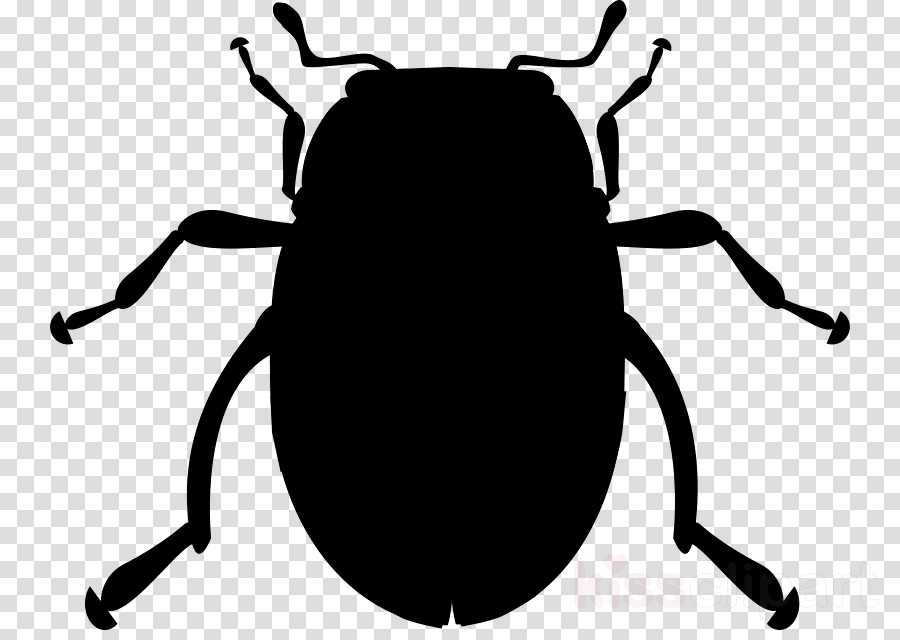 Clip Art Clipart Beetle Drawing Clip Art - Clip Art Clipart Beetle Drawing Clip Art (900x640)