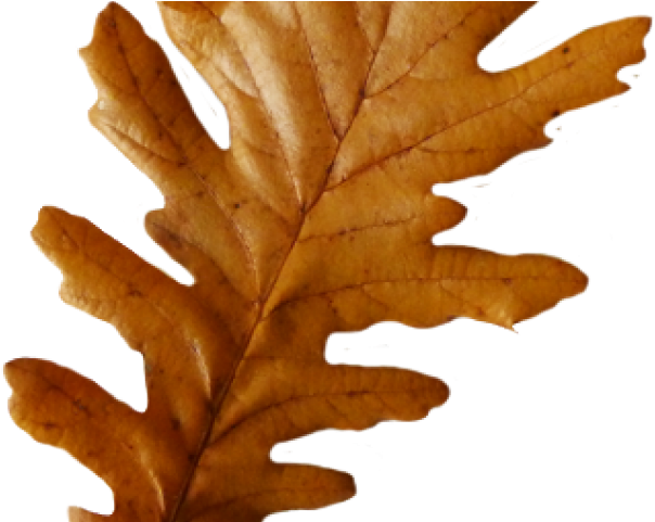 Pretty Clipart Leaves - Pretty Clipart Leaves (640x480)