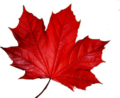 Red Leaf Official Psds - Red Leaf Official Psds (407x333)
