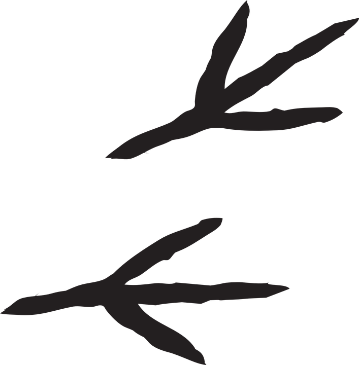 Claw Clipart Talon - Claw Clipart Talon (707x720)