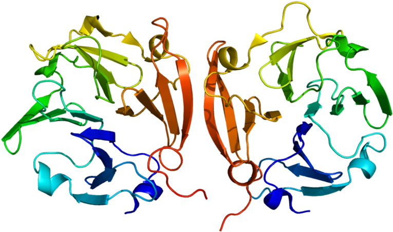 Structure Of The Mmp9 Protein - Structure Of The Mmp9 Protein (800x487)