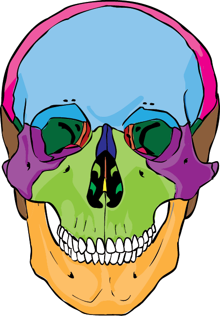 Skull And Axial Skeleton - Skull And Axial Skeleton (452x649)