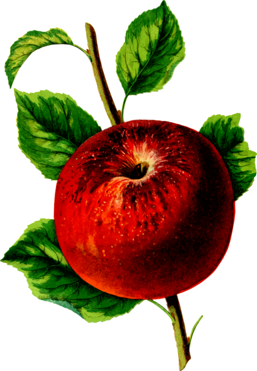 Apple Food Drawing Horticulture Orchard - Apple Food Drawing Horticulture Orchard (520x750)