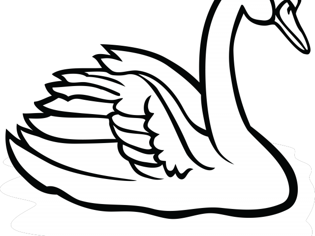 Black Swan Clipart Katayam - Black Swan Clipart Katayam (640x480)