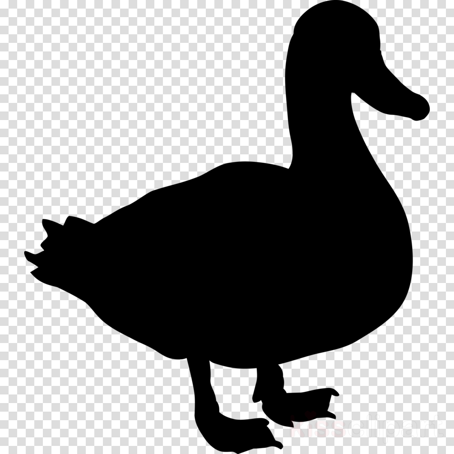 Clip Art Clipart Duck Mallard Clip Art - Clip Art Clipart Duck Mallard Clip Art (900x900)