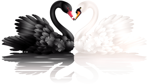 Jpg Royalty Free Stock Black Swan Clipart - Jpg Royalty Free Stock Black Swan Clipart (600x371)