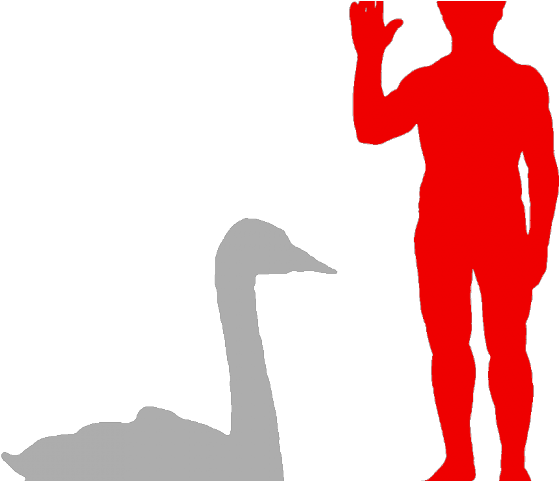 Swan Clipart Trumpeter Swan - Swan Clipart Trumpeter Swan (640x480)