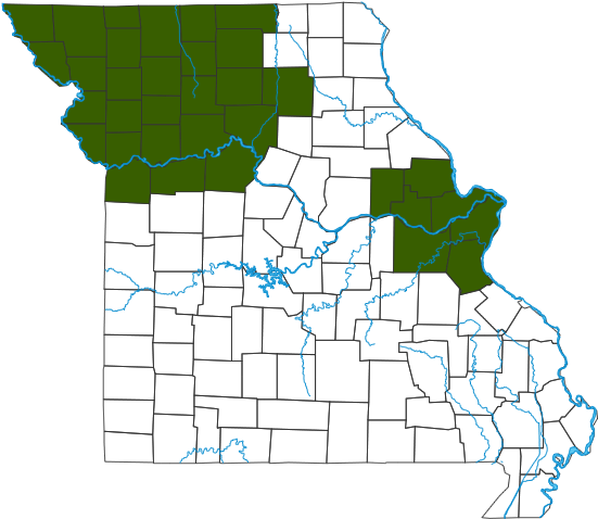 Garter Snake Missouri - Garter Snake Missouri (560x490)